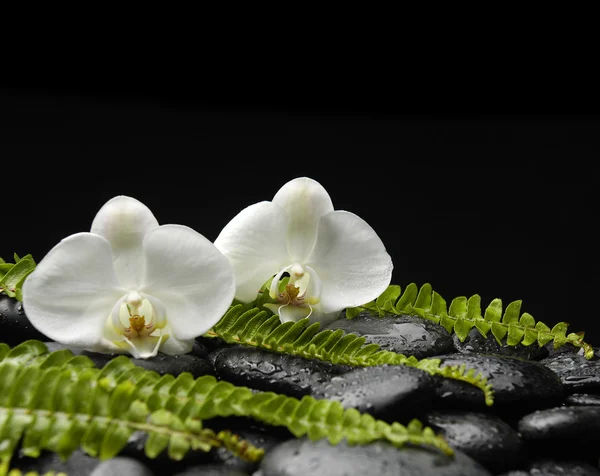 Orkidé med gröna fern på zen stenar — Stockfoto