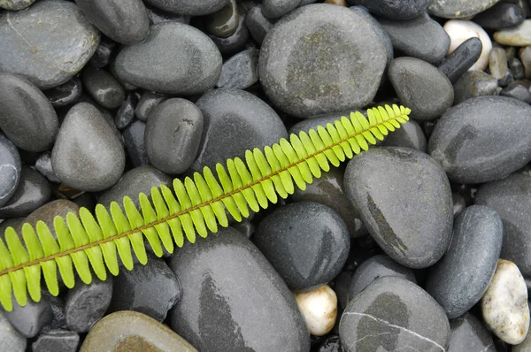 Green fern with pebbles — Stock Photo, Image