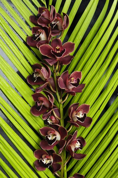 Orquídea com textura de folha de palma — Fotografia de Stock