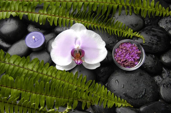 Orchidée avec fougère verte sur pierres zen — Photo