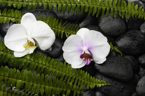 Orquídea con helecho verde sobre piedras zen —  Fotos de Stock