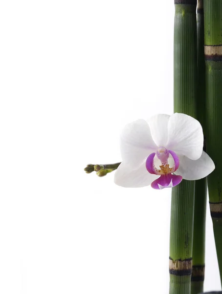 Orquídea e bambu — Fotografia de Stock