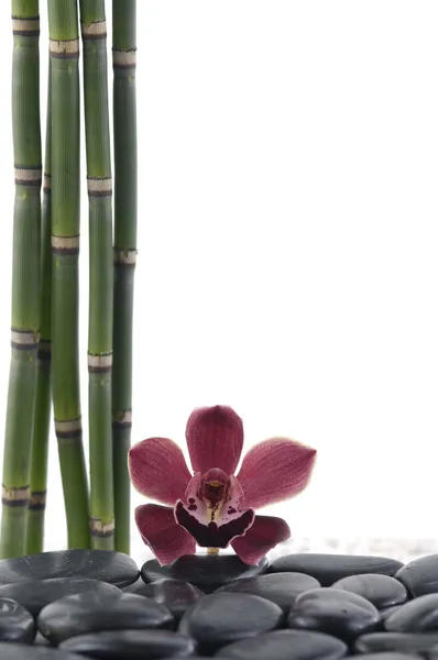 Orquídea sobre guijarros —  Fotos de Stock