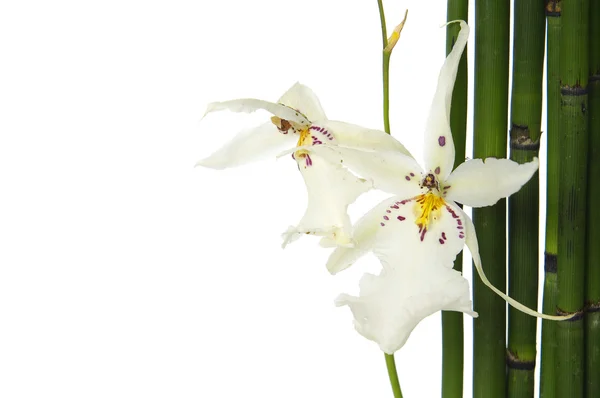 Orchidea e boschetto di bambù — Foto Stock