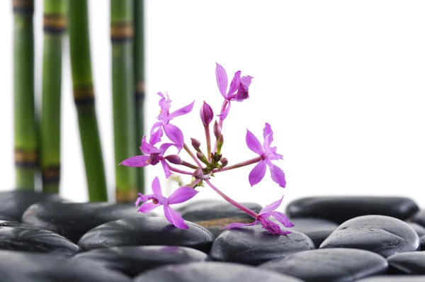 Orchid and bamboo grove — Stock Photo, Image