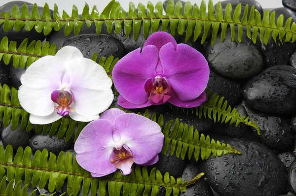 Orchid and green fern on pebbles — Stock Photo, Image