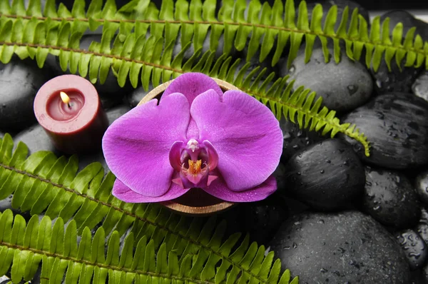 Helecho de orquídea y verde sobre guijarros —  Fotos de Stock