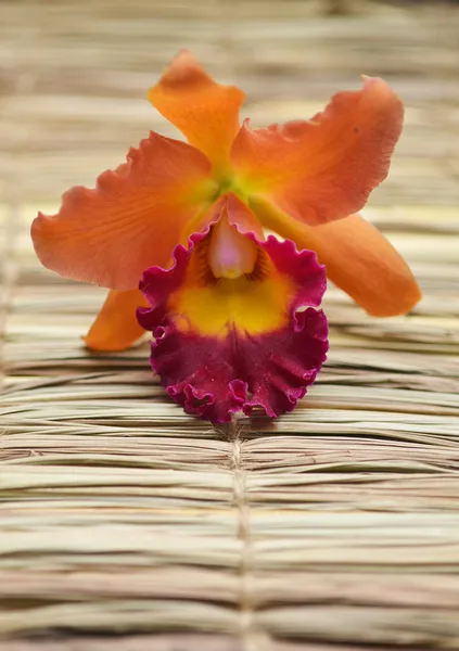 Orquídea en una estera de paja —  Fotos de Stock