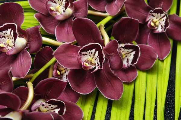 Orquídea con hoja de palma — Foto de Stock