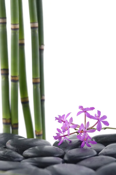 Orchid och bambu grove — Stockfoto