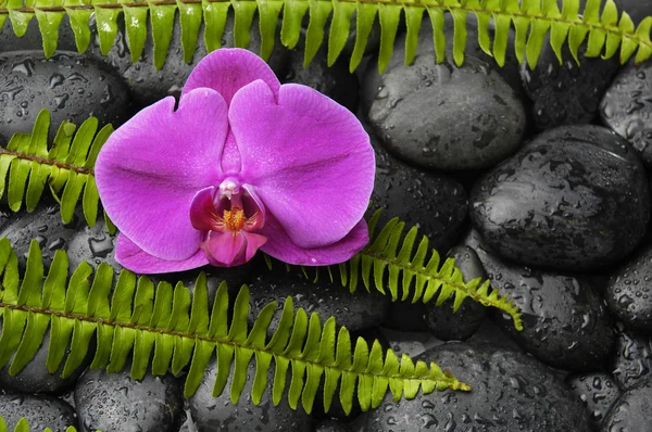 Helecho de orquídea y verde sobre guijarros —  Fotos de Stock