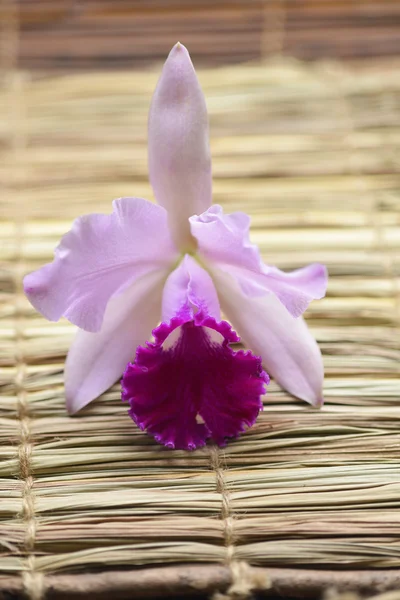 Orchid on a straw mat — Stock Photo, Image