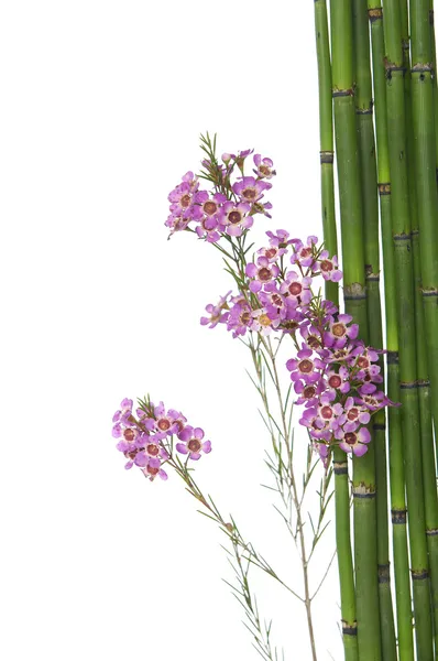 Flores de orquídea y bosque de bambú —  Fotos de Stock
