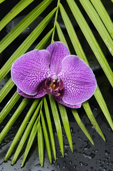 Orchidej s Palmový list — Stock fotografie