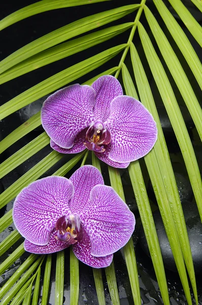 Orquídea com folha de palma — Fotografia de Stock