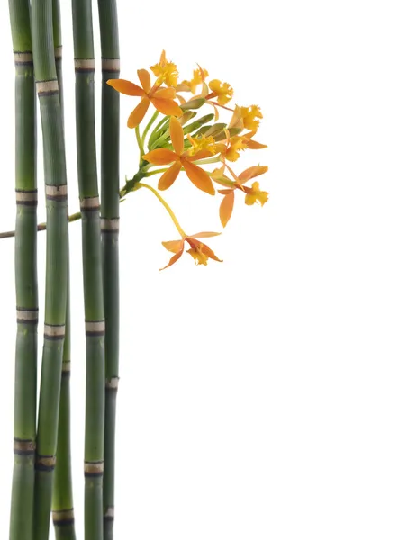 Flores de orquídeas e bosque de bambu — Fotografia de Stock