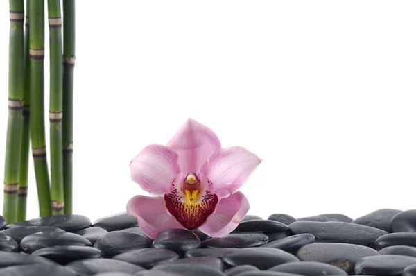 Orchid with bamboo grove on stones — Stock Photo, Image