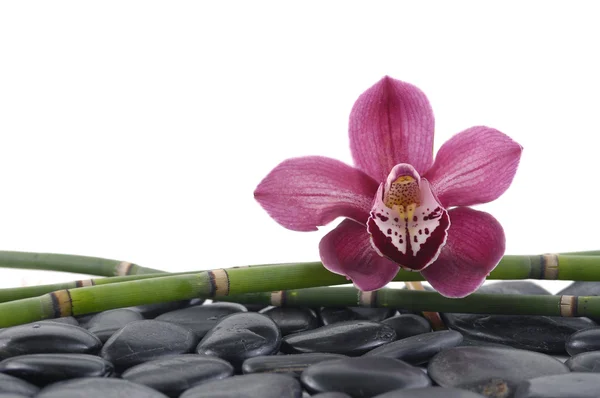 Orquídea con bosque de bambú sobre piedras —  Fotos de Stock