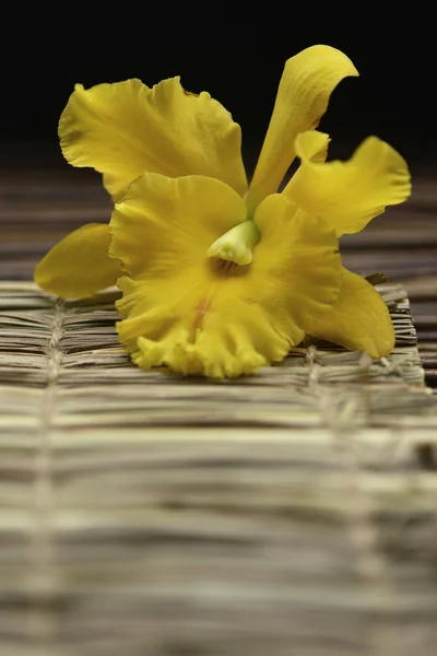 Spa todavía con orquídea —  Fotos de Stock