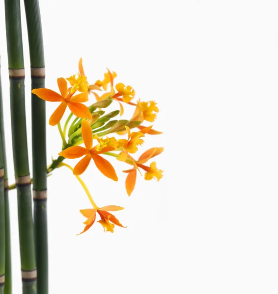 Orchideenblumen und Bambushain — Stockfoto