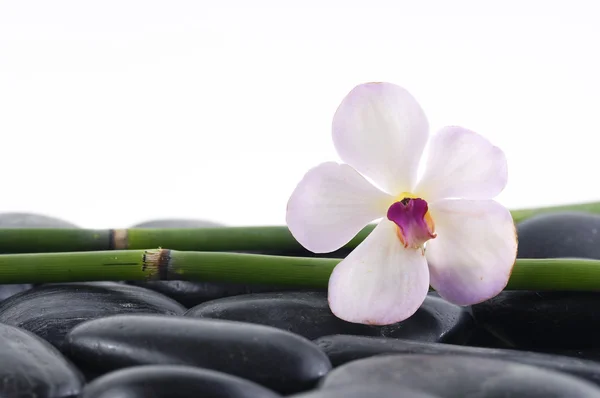 Orquídea com bosque de bambu em seixos Imagens De Bancos De Imagens