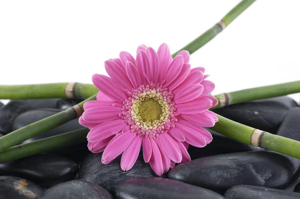 Orquídea com bosque de bambu em seixos Imagem De Stock