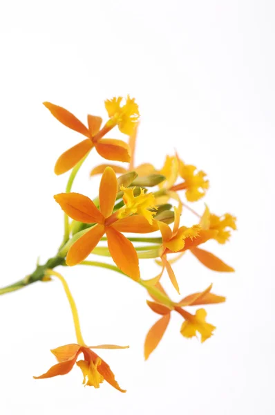 Gren orange orchid Stockfoto