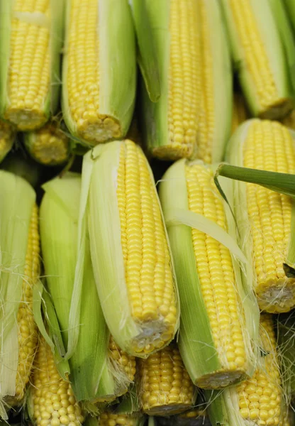新鲜玉米 免版税图库图片