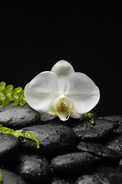 Orquídea y piedra zen en la palma Imagen De Stock