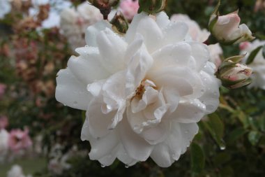 Bulanık arka planda güzel gül (Rosa) çiçeği, İtalya, Toskana bölgesi