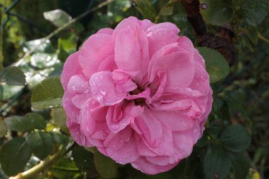 Bulanık arka planda güzel gül (Rosa) çiçeği, İtalya, Toskana bölgesi