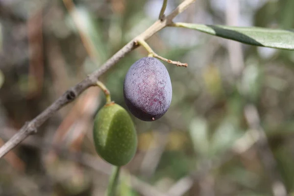 Europäische Oliven Oder Gemeine Olive Olea Europaea Frucht Nahaufnahme Auf — Stockfoto