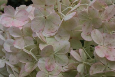 Paniklenmiş ortanca (Hydrangea paniculata) yakın plan, İtalya, Toskana bölgesi