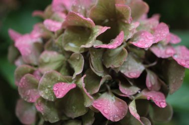 Bulanık arka plan, İtalya, Toskana bölgesi üzerinde Bigleaf hydrangea, Fransız hydrangea veya hortensia (Hydrangea macrophylla) ekstrem makrosu