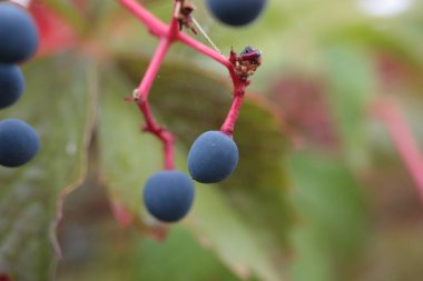 Virginia Creeper, Victoria Creeper, beş yapraklı sarmaşık, ya da beş parmaklı (Parthenocissus quinquefolia) dutlu bulanık arka plan, İtalya, Toskana bölgesi