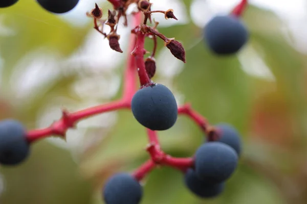 Virginia Creeper, Victoria Creeper, beş yapraklı sarmaşık, ya da beş parmaklı (Parthenocissus quinquefolia) dutlu bulanık arka plan, İtalya, Toskana bölgesi
