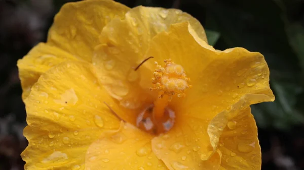 Kínai Hibiszkusz Kínai Rózsa Hawaii Hibiszkusz Mályvacukor Vagy Cipőfeketeültetvény Hibiscus — Stock Fotó