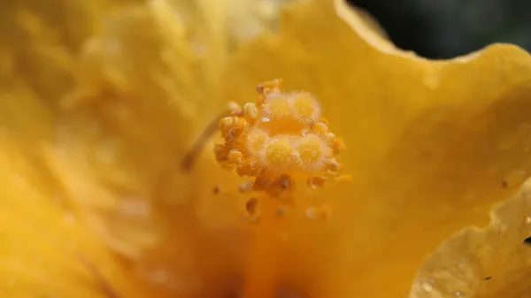 中国芙蓉花的雄性大略 中国蔷薇 夏威夷芙蓉 蔷薇或山楂 Hibiscus Rosa Sinensis — 图库照片