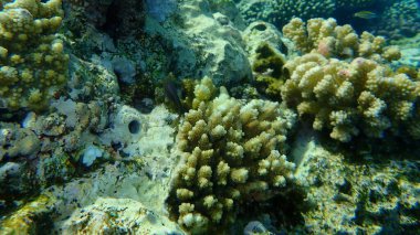 Akroporid mercan Acropora lamarcki denizaltı, Kızıl Deniz, Mısır, Sharm El Sheikh, Nabq Körfezi