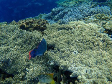 Akroporid mercan Akropora lamarcki denizaltı, Kızıl Deniz, Mısır, Sina, Ras Mohammad Milli Parkı