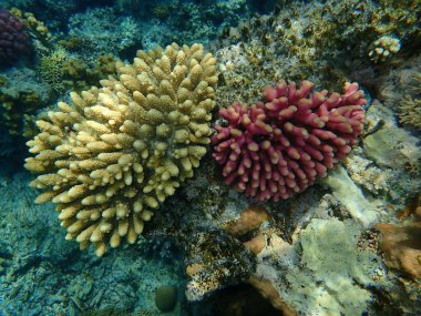 Akroporid mercan Akropora mücevheri ve Başlıklı mercan veya Pürüzsüz karnabahar mercanı (Stylophora pistillata) deniz altı, Kızıldeniz, Mısır, Sharm El Sheikh, Nabq Bay