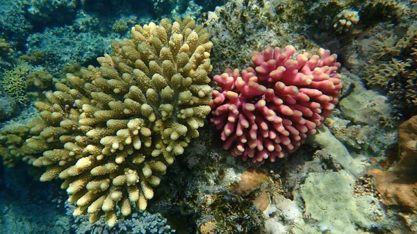 Akroporid mercan Akropora mücevheri ve Başlıklı mercan veya Pürüzsüz karnabahar mercanı (Stylophora pistillata) deniz altı, Kızıldeniz, Mısır, Sharm El Sheikh, Nabq Bay