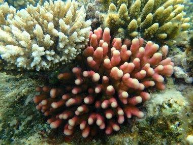 Akroporid mercan Acropora lamarcki ve Başlıklı mercan veya Pürüzsüz karnabahar mercanı (Stylophora pistillata) deniz altı, Kızıldeniz, Mısır, Sharm El Sheikh, Nabq Bay