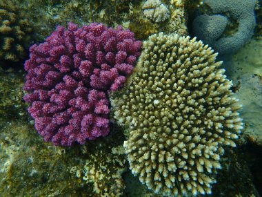 Karnabahar mercanı, ahşap mercan veya tokmak boynuzlu mercan (Pocillopora verrucosa) ve Acropora lamarcki deniz altı, Kızıldeniz, Mısır, Sharm El Sheikh, Nabq Bay