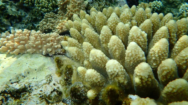 Corallo Acroporide Acropora Gemmifera Sott Acqua Mar Rosso Egitto Sharm — Foto Stock
