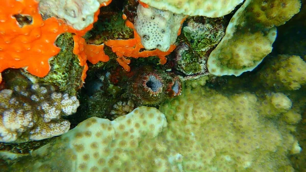 Ascidia Tunicate Polycarpa Pigmentata Und Koloniale Tunicate Didemnum Moseleyi Unterwasser — Stockfoto