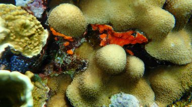 Koloni tunicate Didemnum moseleyi ve Stony Coral Knob mercanı (Goniastrea stelligera. Favia stelligera) denizaltı, Kızıl Deniz, Mısır, Sina, Ras Mohammad Milli Parkı