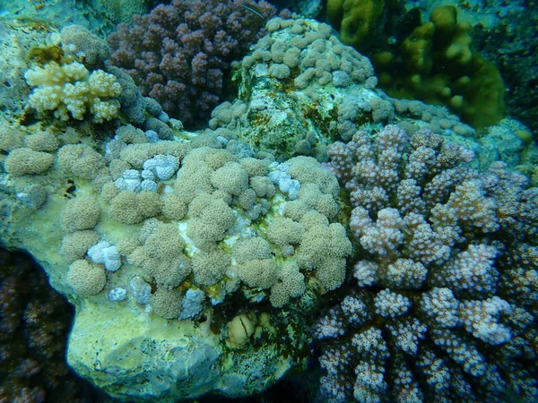 White pulse coral, pom pom xenia or pulse coral (Xenia umbellata) and cauliflower coral, rasp coral, knob-horned coral (Pocillopora verrucosa) undersea, Red Sea, Egypt, Sharm El Sheikh, Nabq Bay