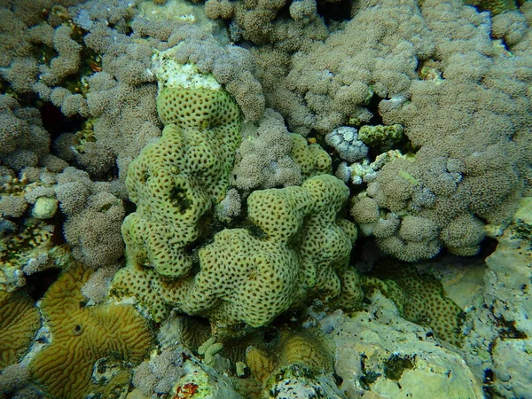 Knob coral (Dipsastraea pallida) and white pulse coral, pom pom xenia or pulse coral (Xenia umbellata) undersea, Red Sea, Egypt, Sharm El Sheikh, Nabq Bay