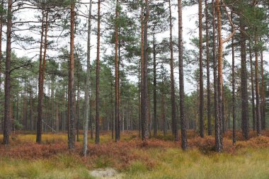 Göz kamaştırıcı bir sonbahar çam ormanı manzarası Sonbahar renkleriyle, Estonya